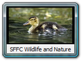 SFFC Wildlife and Nature